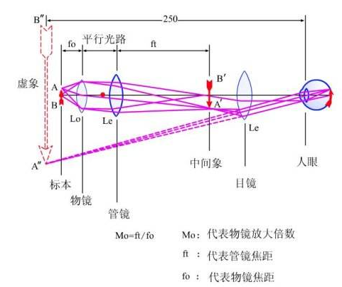 显微镜原理的结构图片_扫描电子显微镜的原理结构